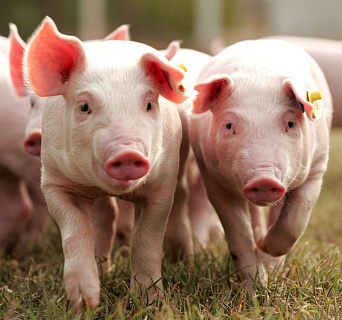 Производство свиней в России увеличилось в 1,3 раза за последние 5 лет