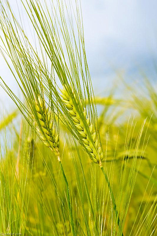 Цены на пшеницу вновь растут, МСХ США резко снижает прогноз сбора кукурузы